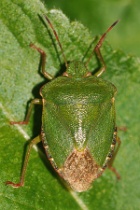 Reference :  Palomena prasina - Common Green Shieldbug  - KGB 3808