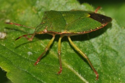 Reference :  Palomena prasina - Common Green Shieldbug  - KGB 3844