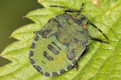 Reference :  Palomena prasina - Common Green Shieldbug  - KGB 4498