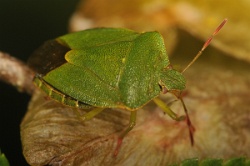 Reference :  Palomena prasina - Common Green Shieldbug  - KGB 4617