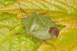 Reference :  Palomena prasina - Common Green Shieldbug  - KGB 5379