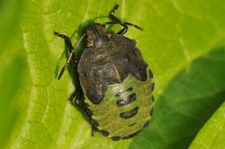 Reference :  Palomena prasina - Common Green Shieldbug  - KGB 6148