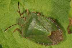 Reference :  Palomena prasina - Common Green Shieldbug  - KGB 6517