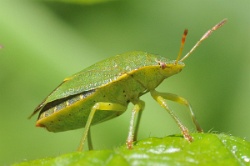 Reference :  Palomena prasina - Common Green Shieldbug  - KGB 8395