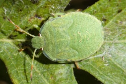 Reference :  Palomena prasina - Common Green Shieldbug  - P1040883