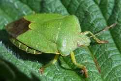 Reference :  Palomena prasina - Common Green Shieldbug  - P1100678