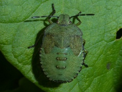 Reference :  Palomena prasina - Common Green Shieldbug  - P1260563