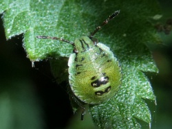 Reference :  Palomena prasina - Common Green Shieldbug  - P1330699