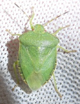 Reference :  Palomena prasina - Common Green Shieldbug  - P1340492