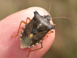 Reference :  Pentatoma rufipes - Red-legged Shieldbug  - IMGP3016