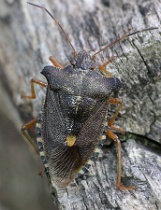 Reference :  Pentatoma rufipes - Red-legged Shieldbug  - IMGP3026