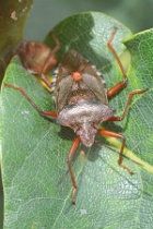 Reference :  Pentatoma rufipes - Red-legged Shieldbug  - KGB 0567