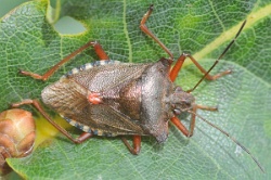 Reference :  Pentatoma rufipes - Red-legged Shieldbug  - KGB 0591