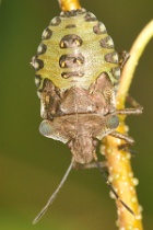 Reference :  Pentatoma rufipes - Red-legged Shieldbug  - KGB 1169