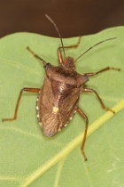 Reference :  Pentatoma rufipes - Red-legged Shieldbug  - KGB 1194