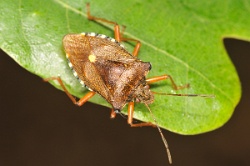 Reference :  Pentatoma rufipes - Red-legged Shieldbug  - KGB 1214