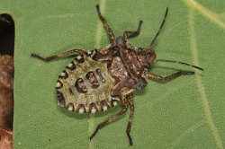 Reference :  Pentatoma rufipes - Red-legged Shieldbug  - KGB 1223