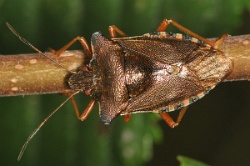 Reference :  Pentatoma rufipes - Red-legged Shieldbug  - KGB 2634