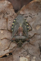 Reference :  Pentatoma rufipes - Red-legged Shieldbug  - KGB 2975