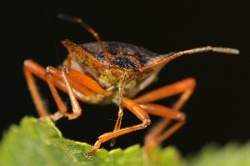 Reference :  Pentatoma rufipes - Red-legged Shieldbug  - KGB 4587