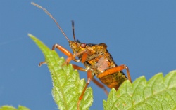 Reference :  Pentatoma rufipes - Red-legged Shieldbug  - KGB 4594