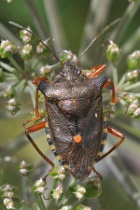 Reference :  Pentatoma rufipes - Red-legged Shieldbug  - KGB 5007