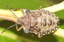 Reference :  Pentatoma rufipes - Red-legged Shieldbug  - KGB 6564