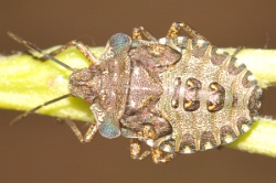 Reference :  Pentatoma rufipes - Red-legged Shieldbug  - KGB 6568