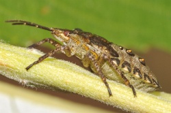 Reference :  Pentatoma rufipes - Red-legged Shieldbug  - KGB 6572