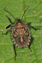 Reference :  Pentatoma rufipes - Red-legged Shieldbug  - KGB 8239