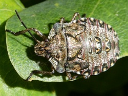 Reference :  Pentatoma rufipes - Red-legged Shieldbug  - P1020026