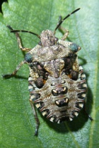 Reference :  Pentatoma rufipes - Red-legged Shieldbug  - P1200612