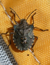 Reference :  Pentatoma rufipes - Red-legged Shieldbug  - P1290714