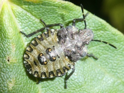 Reference :  Pentatoma rufipes - Red-legged Shieldbug  - P1290758