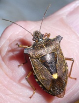 Reference :  Pentatoma rufipes - Red-legged Shieldbug  - P1330554