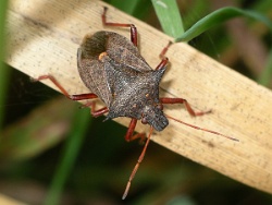 Reference :  Picromerus bidens - Spiked Shieldbug  - IMGP8000