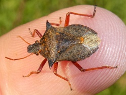 Reference :  Picromerus bidens - Spiked Shieldbug  - P1150125