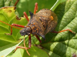 Reference :  Picromerus bidens - Spiked Shieldbug  - P1150144