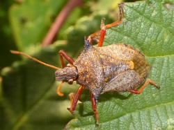 Reference :  Picromerus bidens - Spiked Shieldbug  - P1150156