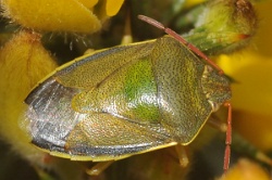 Reference :  Piezodorus lituratus - Gorse Shieldbug  - KGB 0111