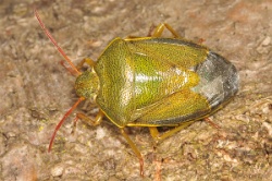 Reference :  Piezodorus lituratus - Gorse Shieldbug  - KGB 1167