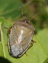 Reference :  Piezodorus lituratus - Gorse Shieldbug  - P1150364