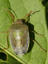 Reference :  Piezodorus lituratus - Gorse Shieldbug  - P1150383