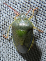 Reference :  Piezodorus lituratus - Gorse Shieldbug  - P1350610