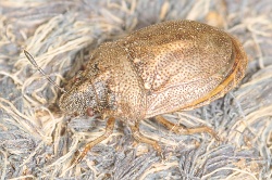 Reference :  Podops inuncta - Knobbed Shieldbug  - KGB 7195