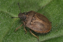 Reference :  Podops inuncta - Knobbed Shieldbug  - KGB 7201