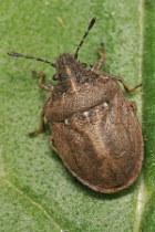 Reference :  Podops inuncta - Knobbed Shieldbug  - KGB 7236