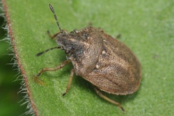 Reference :  Podops inuncta - Knobbed Shieldbug  - KGB 7246