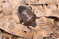 Reference :  Rhacognathus punctatus - Heather Shieldbug  - KGB 4967