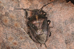 Reference :  Rhacognathus punctatus - Heather Shieldbug  - KGB 5050